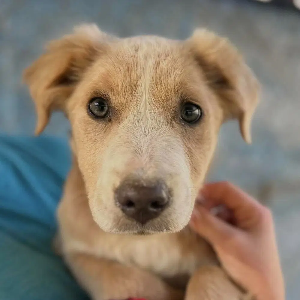 Sahara - Labrador Retriever