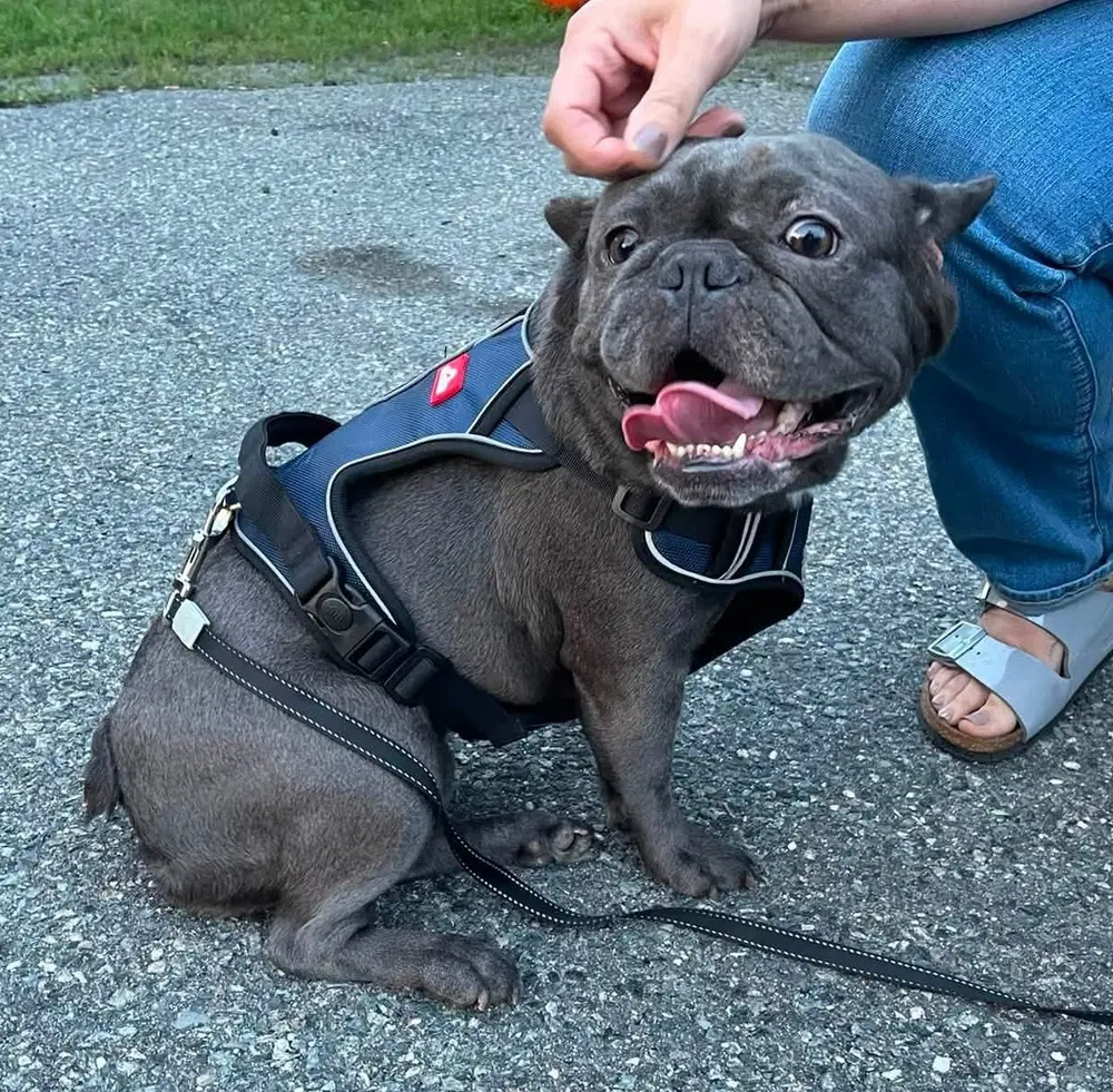 Tara - French Bulldog