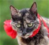 adoptable Cat in vancleave, MS named Zoey