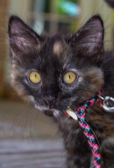 adoptable Cat in Vancleave, MS named Mosman