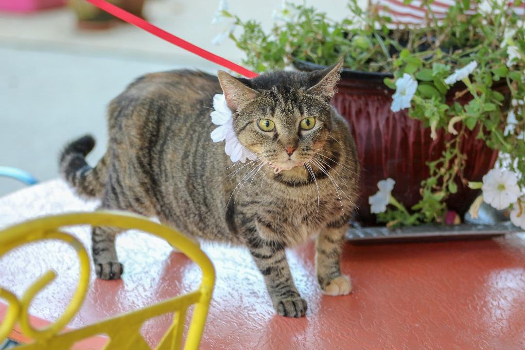 adoptable Cat in Vancleave, MS named Duchess
