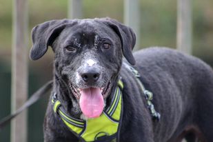 adoptable Dog in Vancleave, MS named Gordy