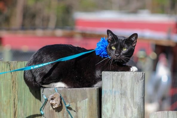 adoptable Cat in Vancleave, MS named Pogo