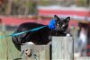 adoptable Cat in vancleave, MS named Pogo