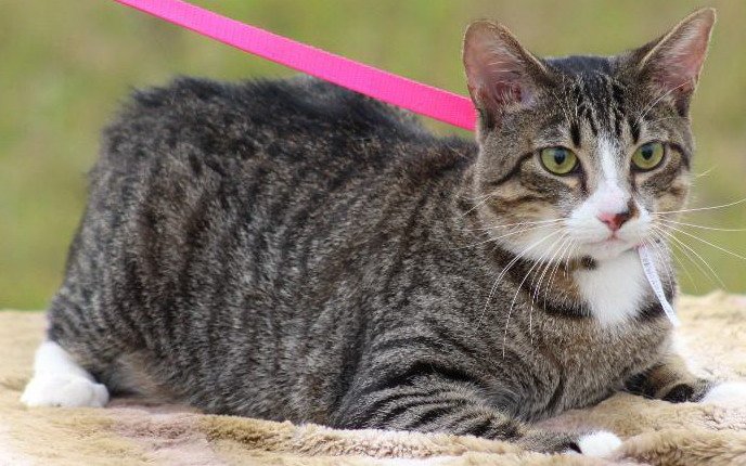 adoptable Cat in Vancleave, MS named Trish