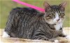 adoptable Cat in vancleave, MS named Trish