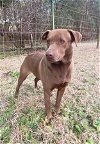 adoptable Dog in , MS named Smores