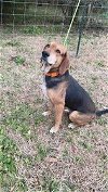 adoptable Dog in vancleave, MS named Zuri