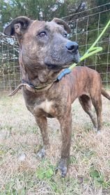 adoptable Dog in Vancleave, MS named Lola