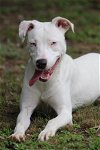 adoptable Dog in  named Lilly (deaf)