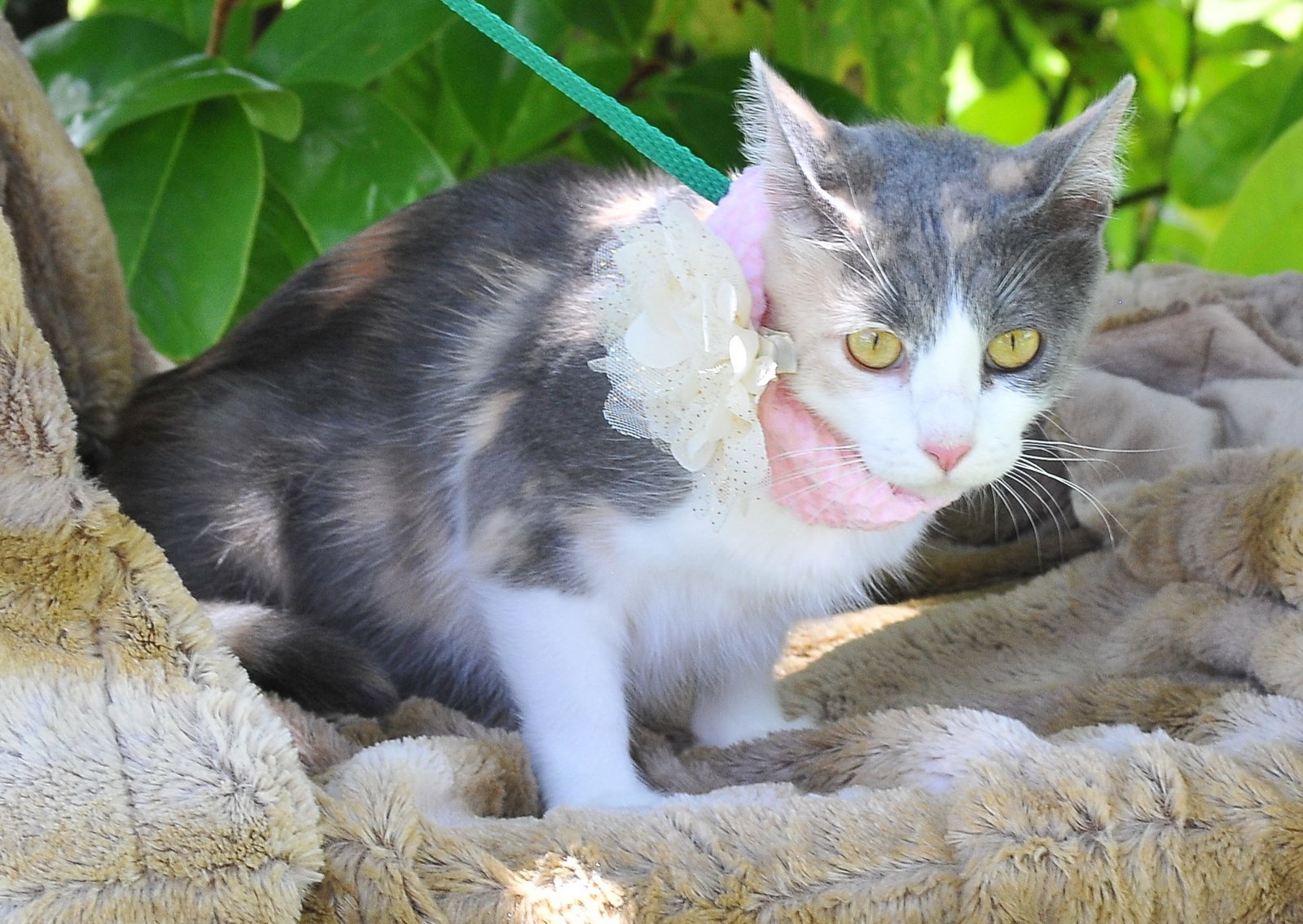 Cats for Adoption in Gulfport, Mississippi Alpha Paw