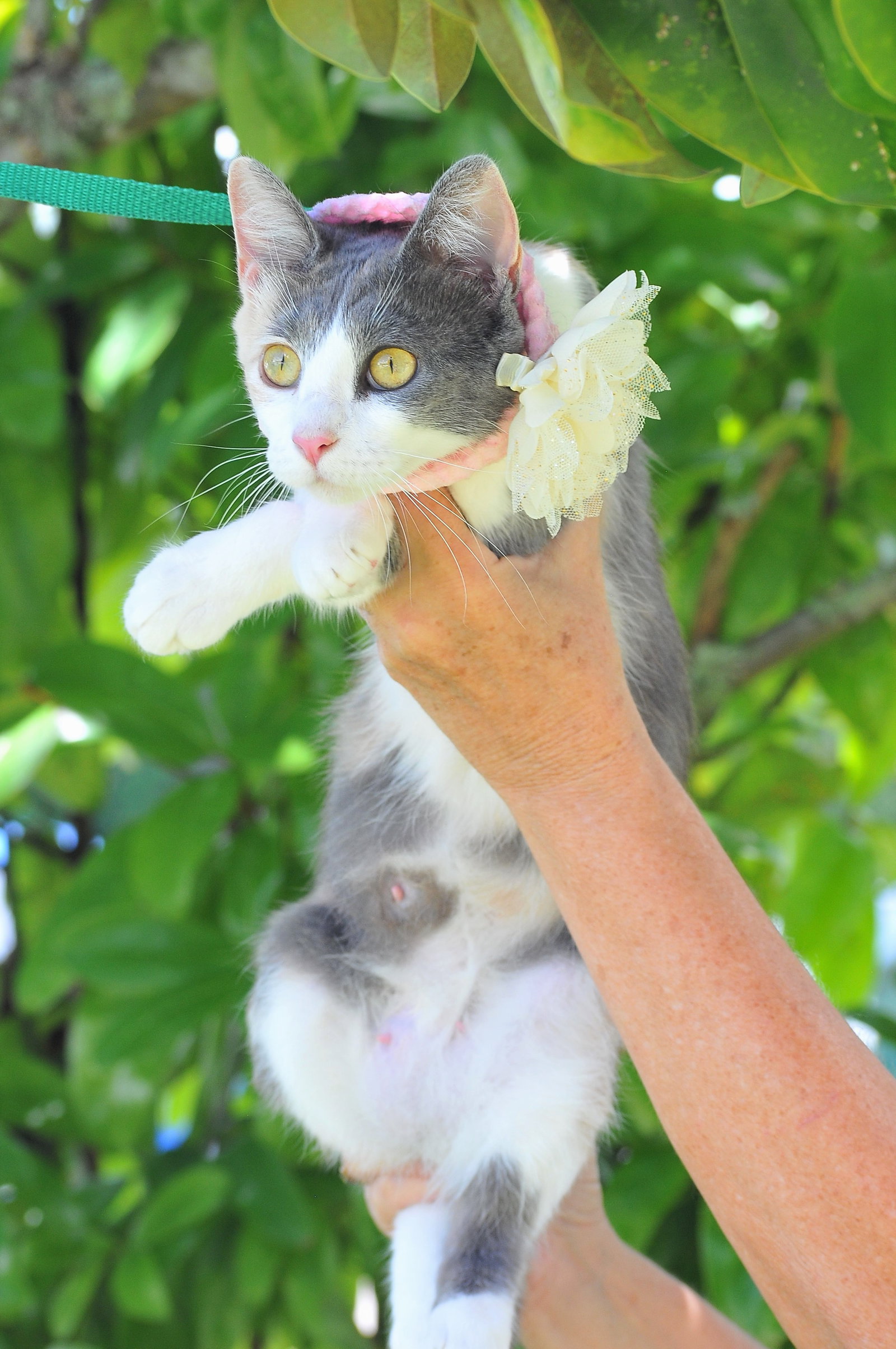 Cats for Adoption in Gulfport, Mississippi Alpha Paw