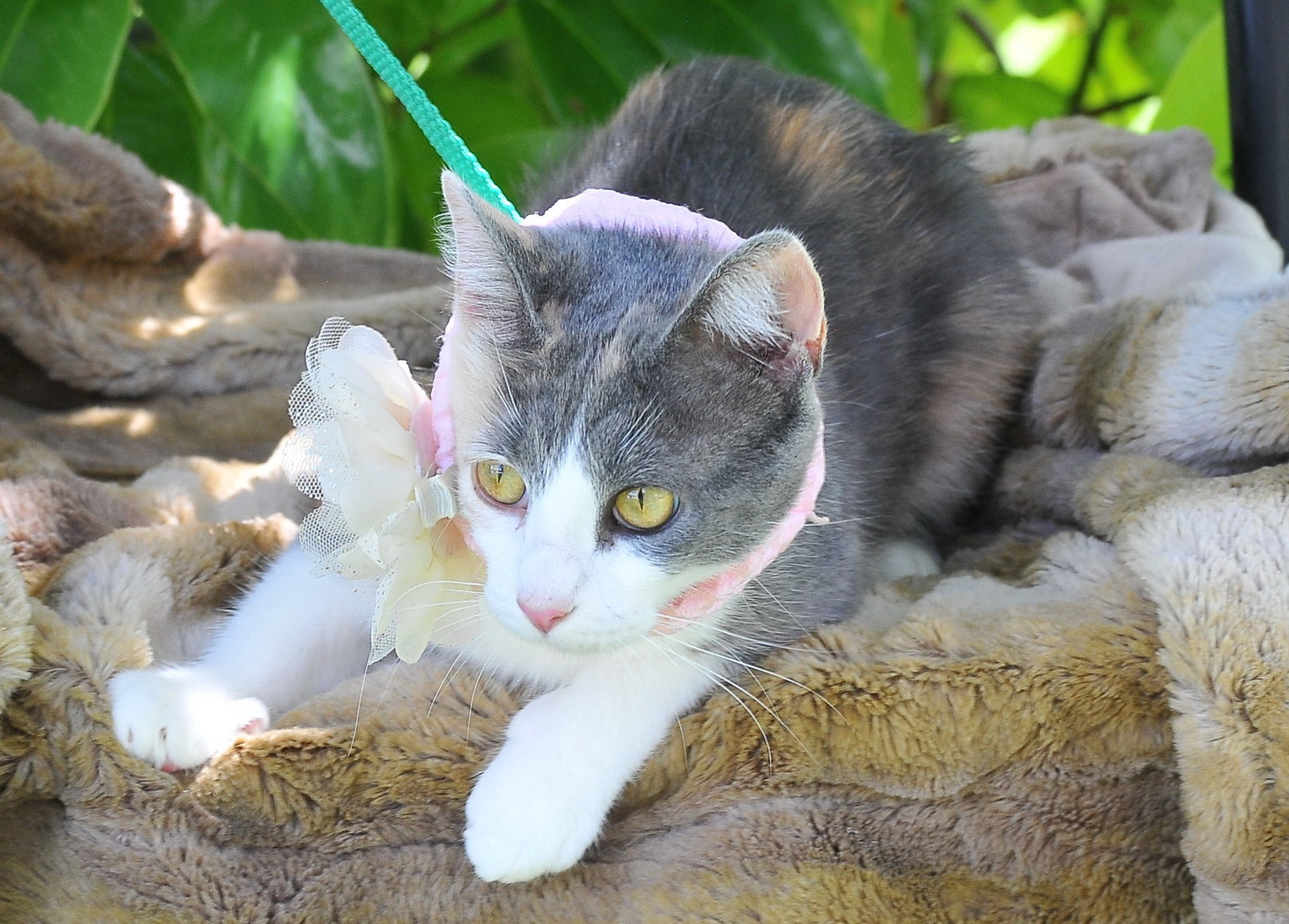 Cats for Adoption in Gulfport, Mississippi Alpha Paw