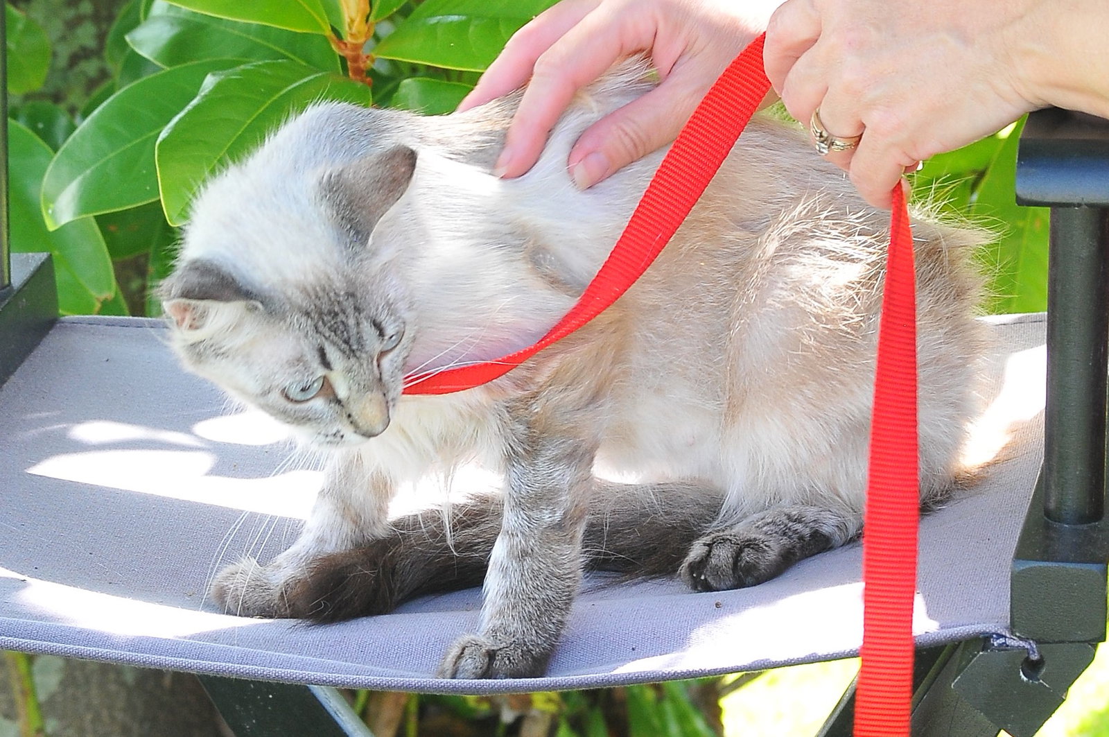 Cats for Adoption in Gulfport, Mississippi Alpha Paw