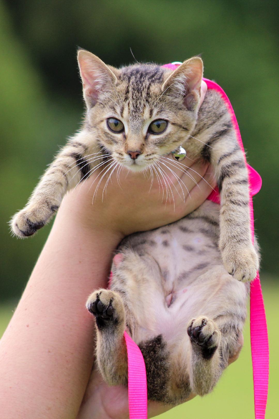 Cats for Adoption in Gulfport, Mississippi Alpha Paw