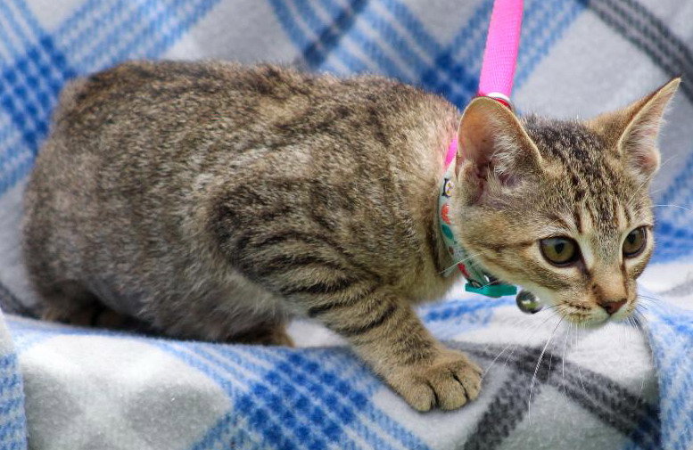 Cats for Adoption in Gulfport, Mississippi Alpha Paw