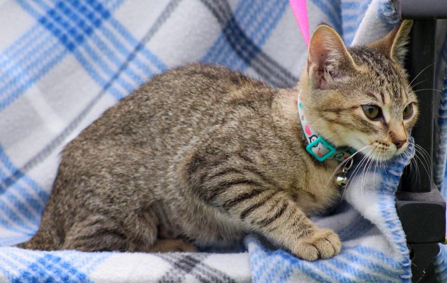 Cats for Adoption in Gulfport, Mississippi Alpha Paw
