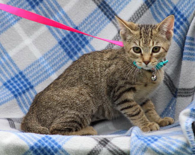 Cats for Adoption in Gulfport, Mississippi Alpha Paw