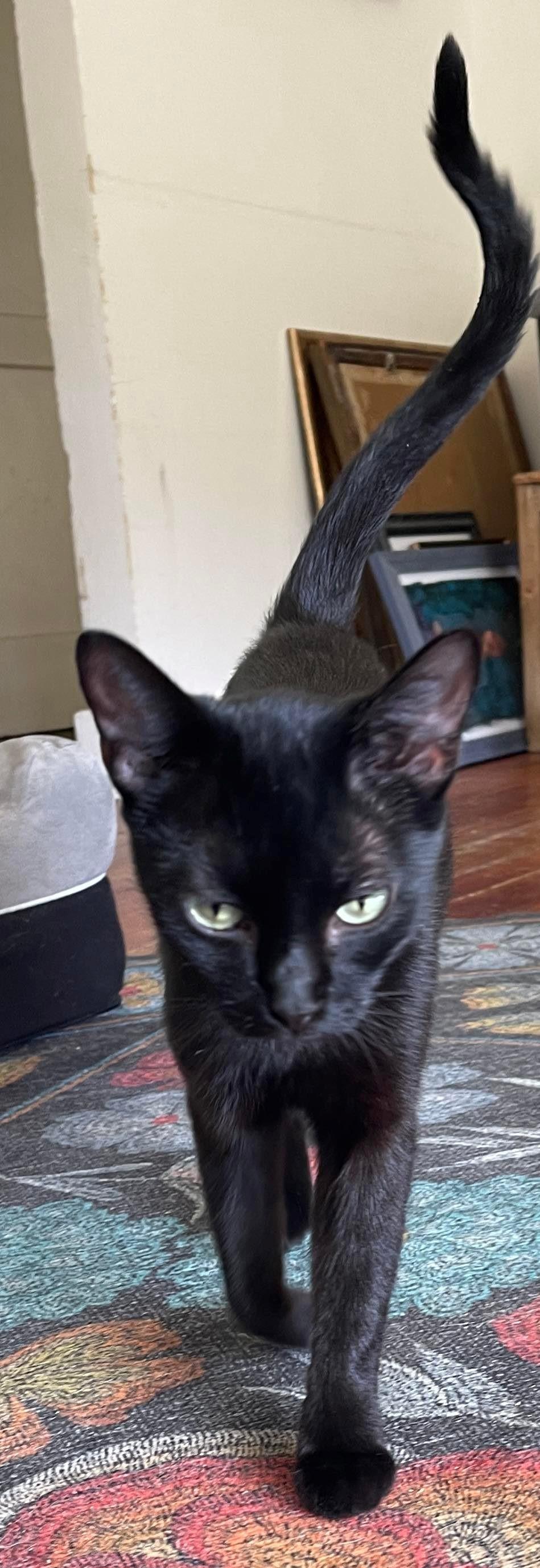 Cats for Adoption in Gulfport, Mississippi Alpha Paw