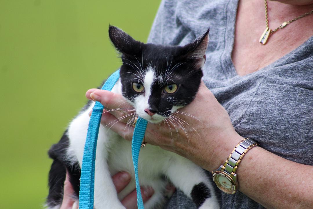 Cats for Adoption in Gulfport, Mississippi Alpha Paw