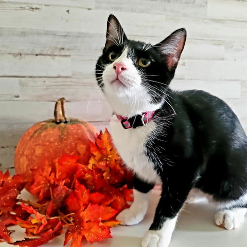 picture of the cat needing adoption