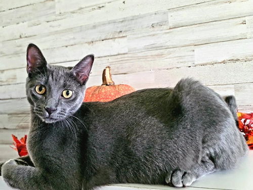 picture of the cat needing adoption