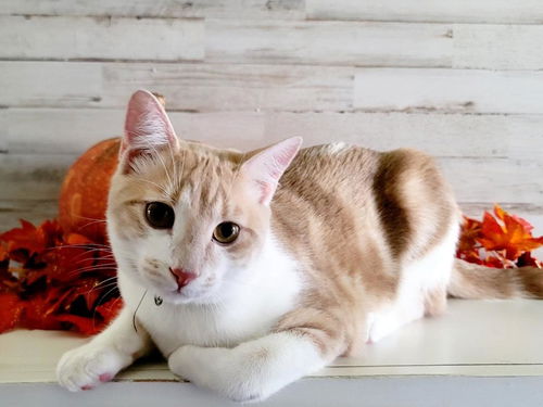 picture of the cat needing adoption