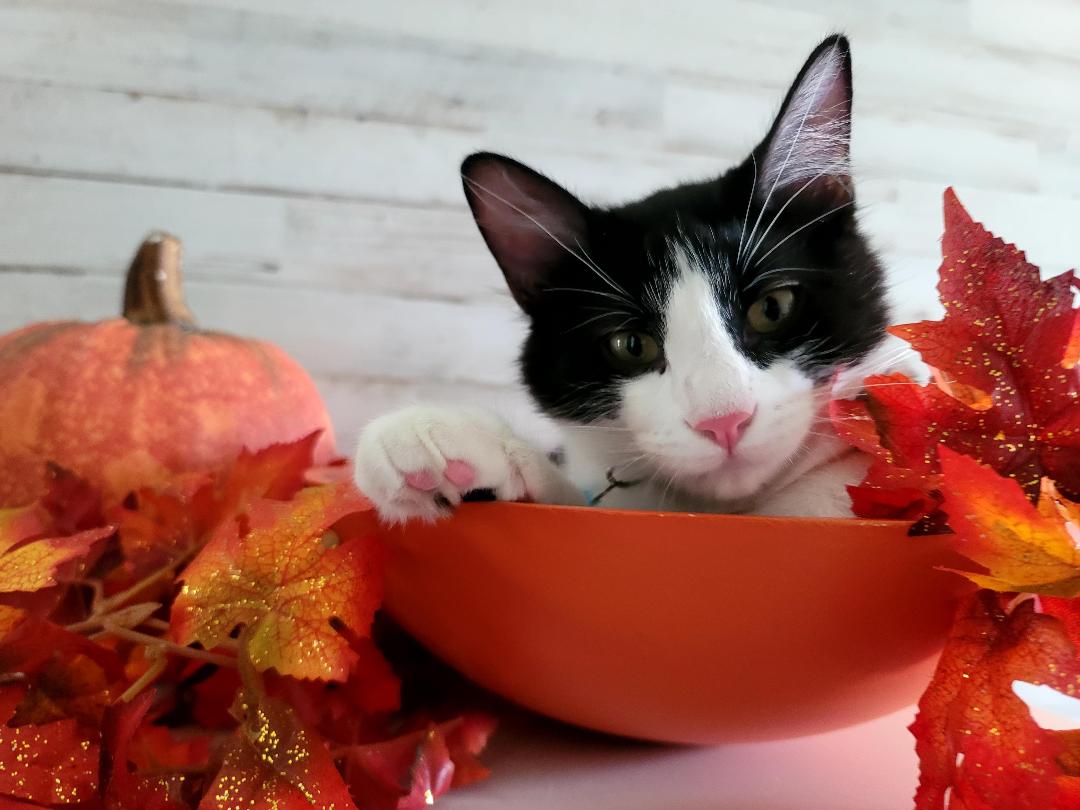 Cats for Adoption in Gulfport, Mississippi Alpha Paw