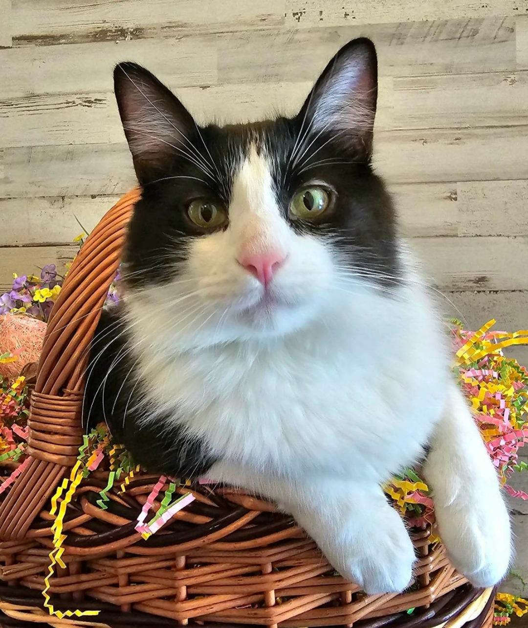 Cats for Adoption in Gulfport, Mississippi Alpha Paw