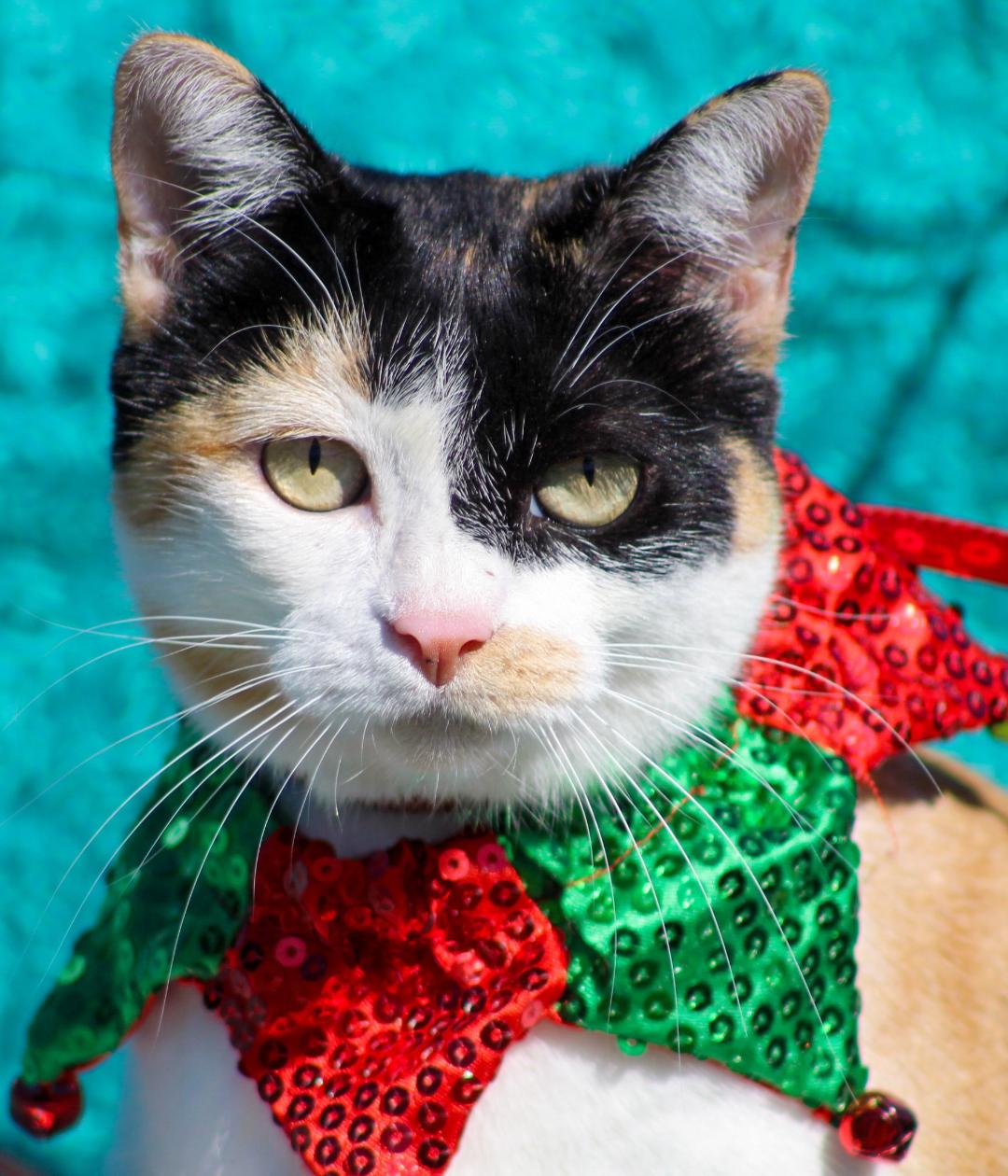 Cats for Adoption in Pascagoula, Mississippi Alpha Paw