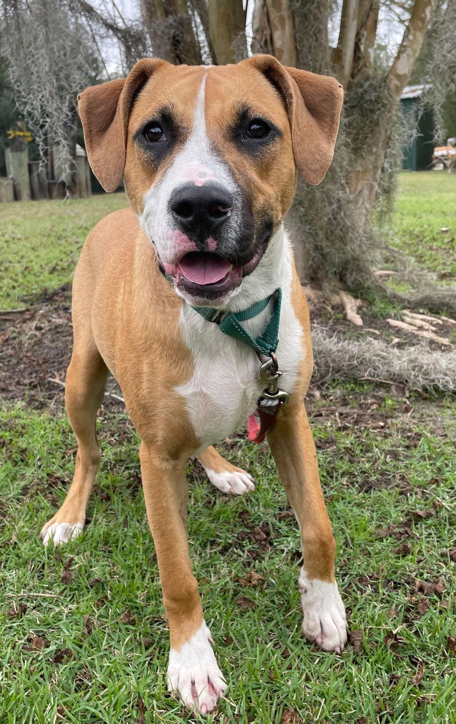 Dog for Adoption Jellybean, a Boxer in Point Clear, AL Alpha Paw