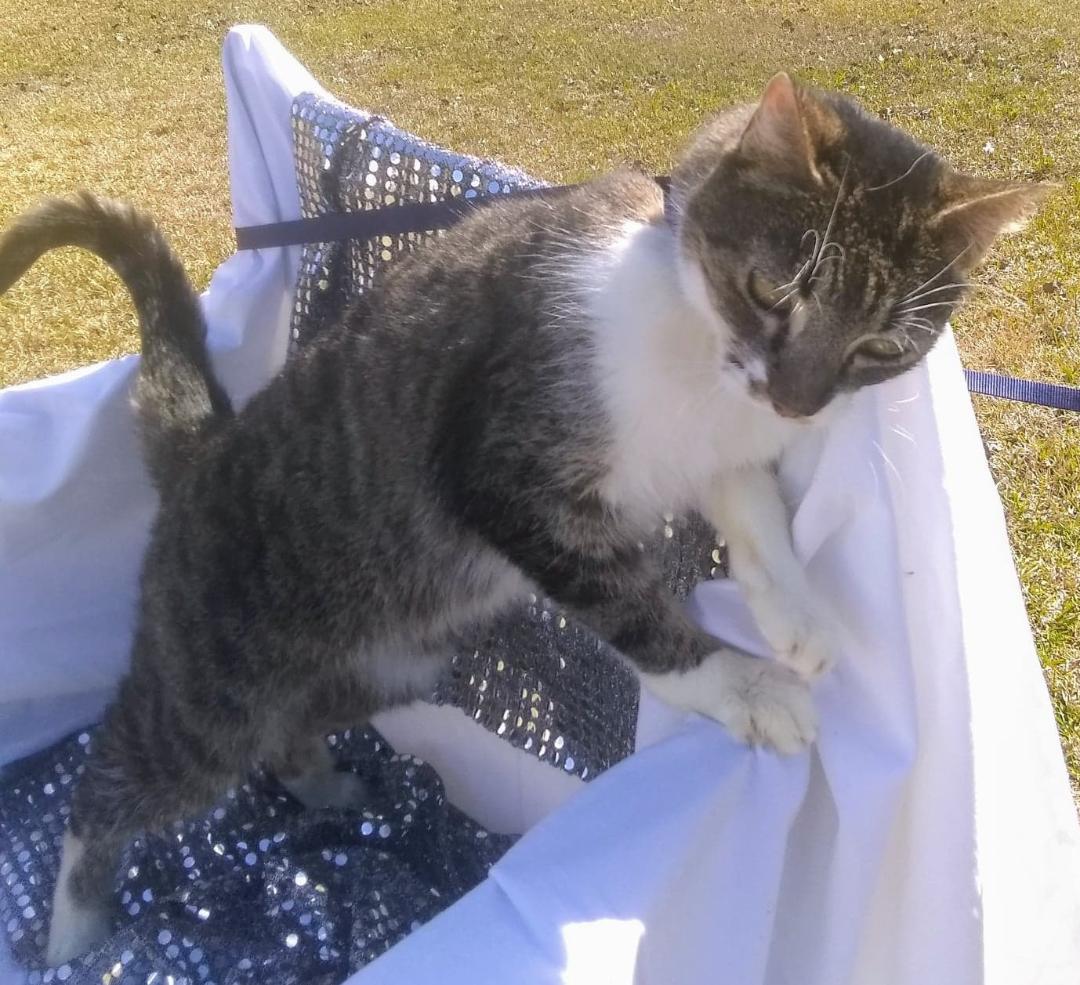 Cats for Adoption in County, Mississippi Alpha Paw