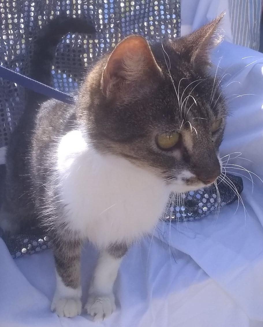 Cats for Adoption in County, Mississippi Alpha Paw