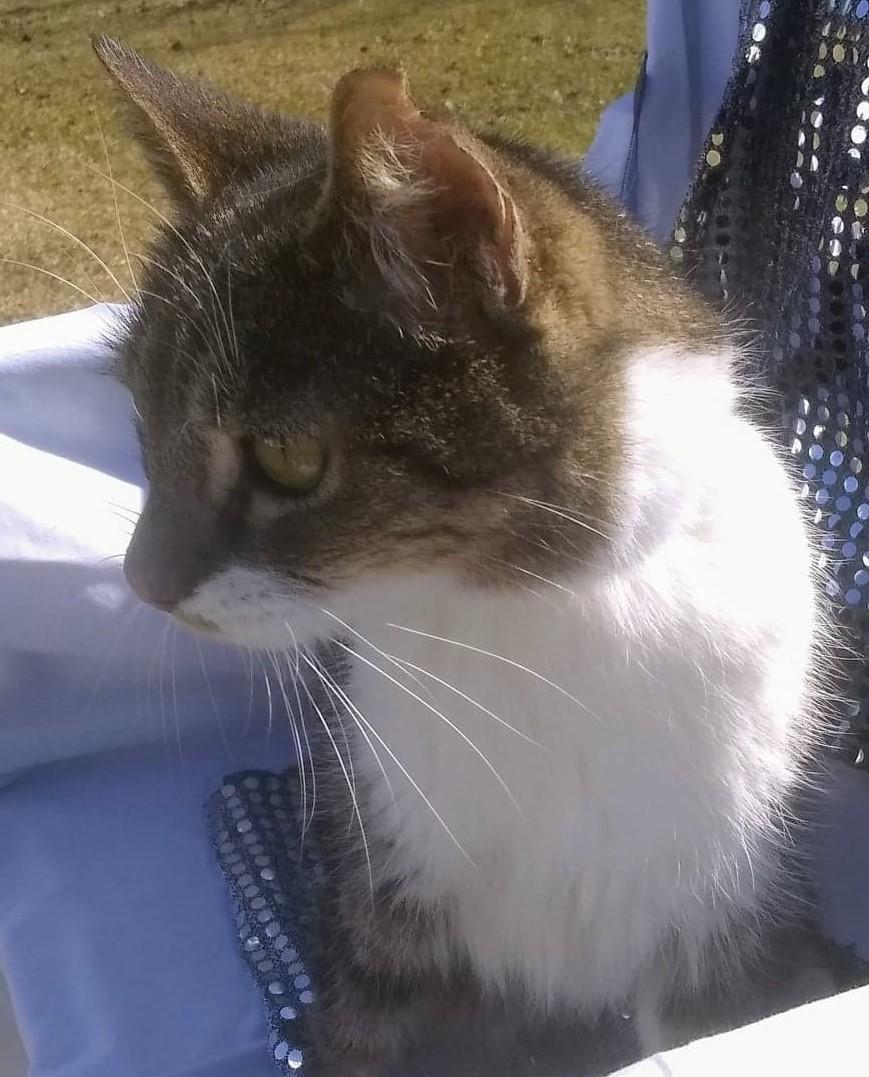 Cats for Adoption in County, Mississippi Alpha Paw