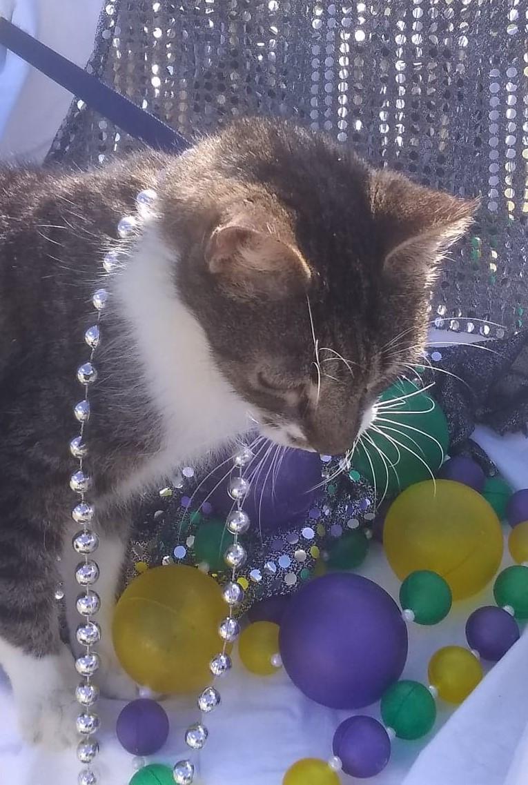 Cats for Adoption in County, Mississippi Alpha Paw