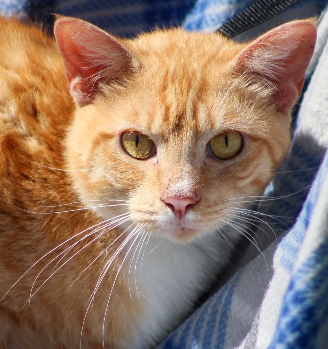 Cats for Adoption in Gulfport, Mississippi Alpha Paw