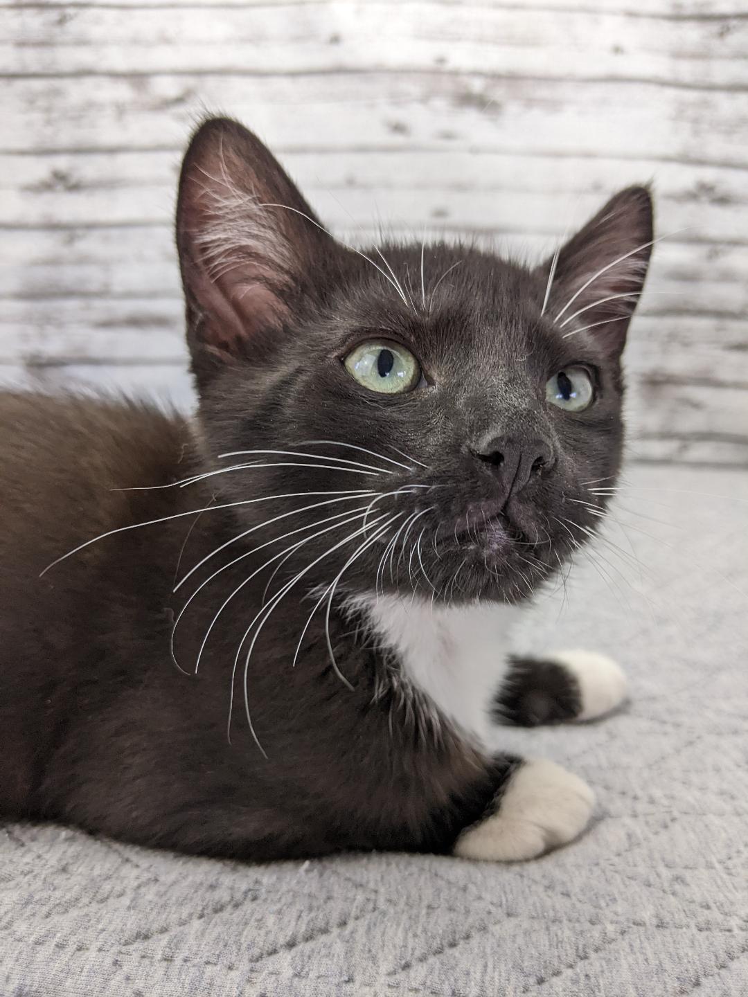 Cats for Adoption in Pass Christian, Mississippi Alpha Paw