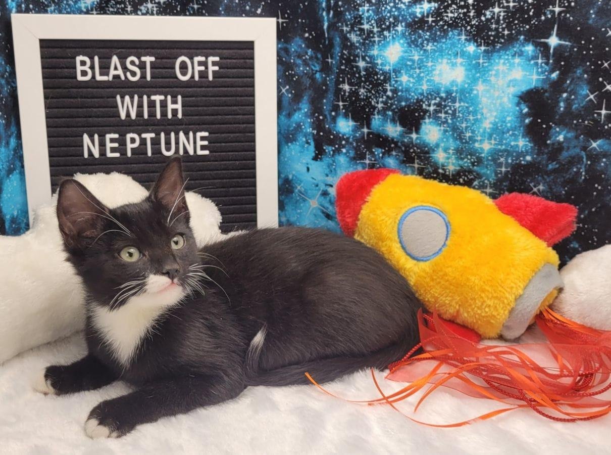 adoptable Cat in Vancleave, MS named Neptune