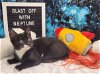 adoptable Cat in vancleave, MS named Neptune