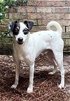 adoptable Dog in , MS named Richie