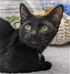adoptable Cat in vancleave, MS named Dark Night