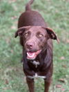 adoptable Dog in Vancleave, MS named Lainey