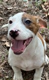 adoptable Dog in , MS named Petey