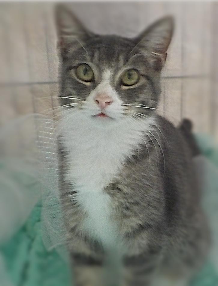 adoptable Cat in Vancleave, MS named Steppin' Stone