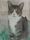 adoptable Cat in Vancleave, MS named Steppin