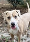 adoptable Dog in , MS named Minnie