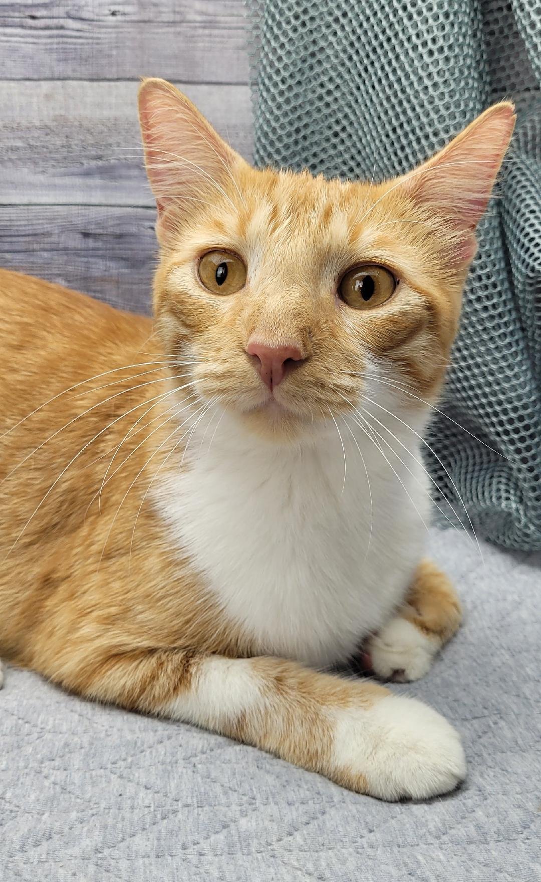 adoptable Cat in Vancleave, MS named Rusty