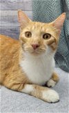 adoptable Cat in , MS named Rusty