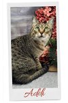 adoptable Cat in vancleave, MS named Addi