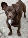 adoptable Dog in  named Puffin